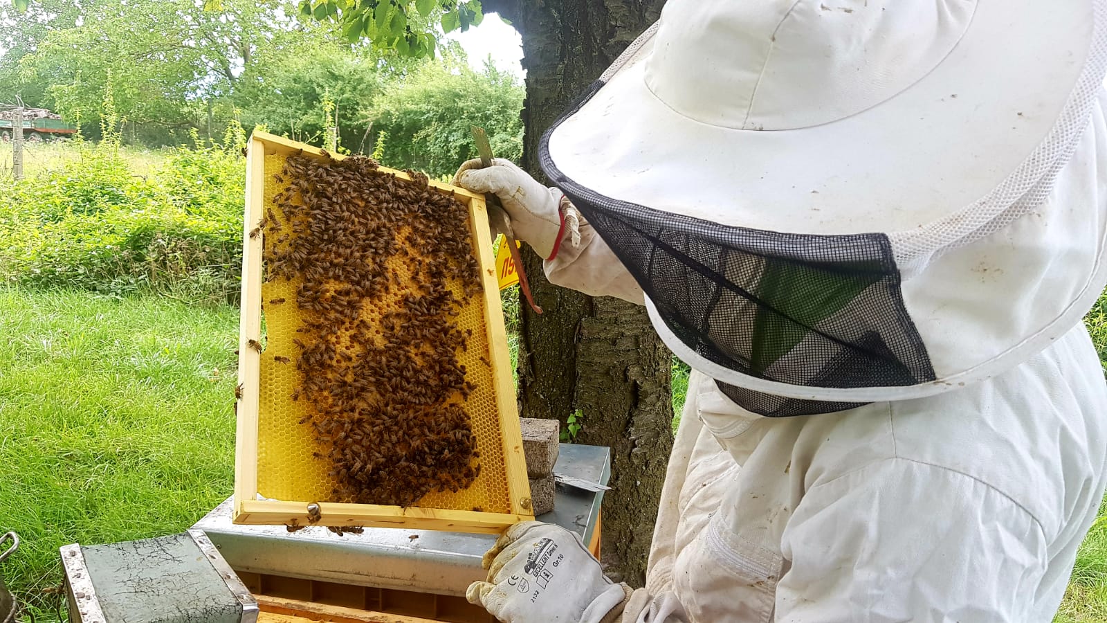 Besuch beim Imker